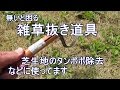 無いと困る雑草抜き道具 芝生地のタンポポ除去