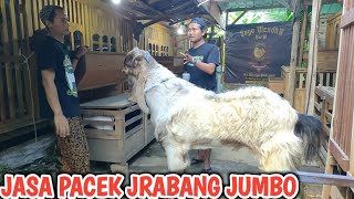 JASA PACEK DI JOYO MENDHO FARM BLORA‼️