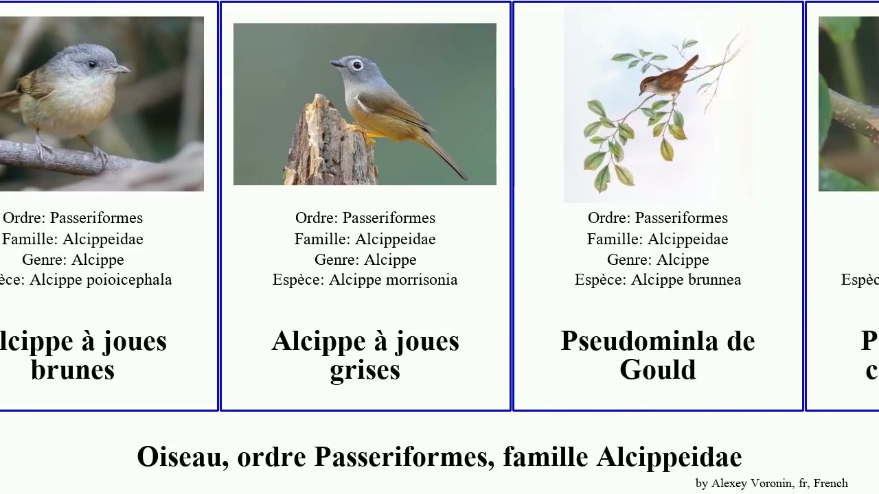 Oiseau, ordre Passeriformes, famille Alcippeidae pseudominla front bird gorge jaune marron joues