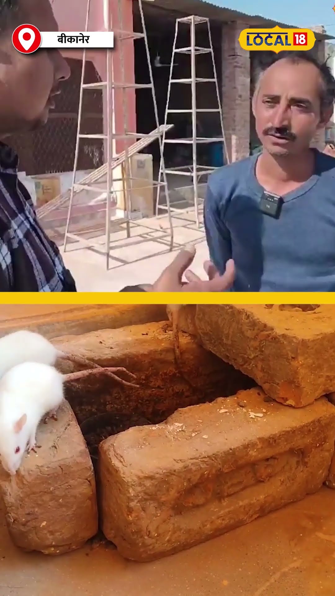 बीकानेर में है दुनिया का एकमात्र मंदिर जहां रहते है हजारों सफेद चूहे #local18shorts