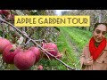 Apple garden apfelgartenin germany altes land