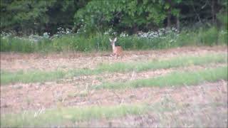 Doe comes running to save fawn