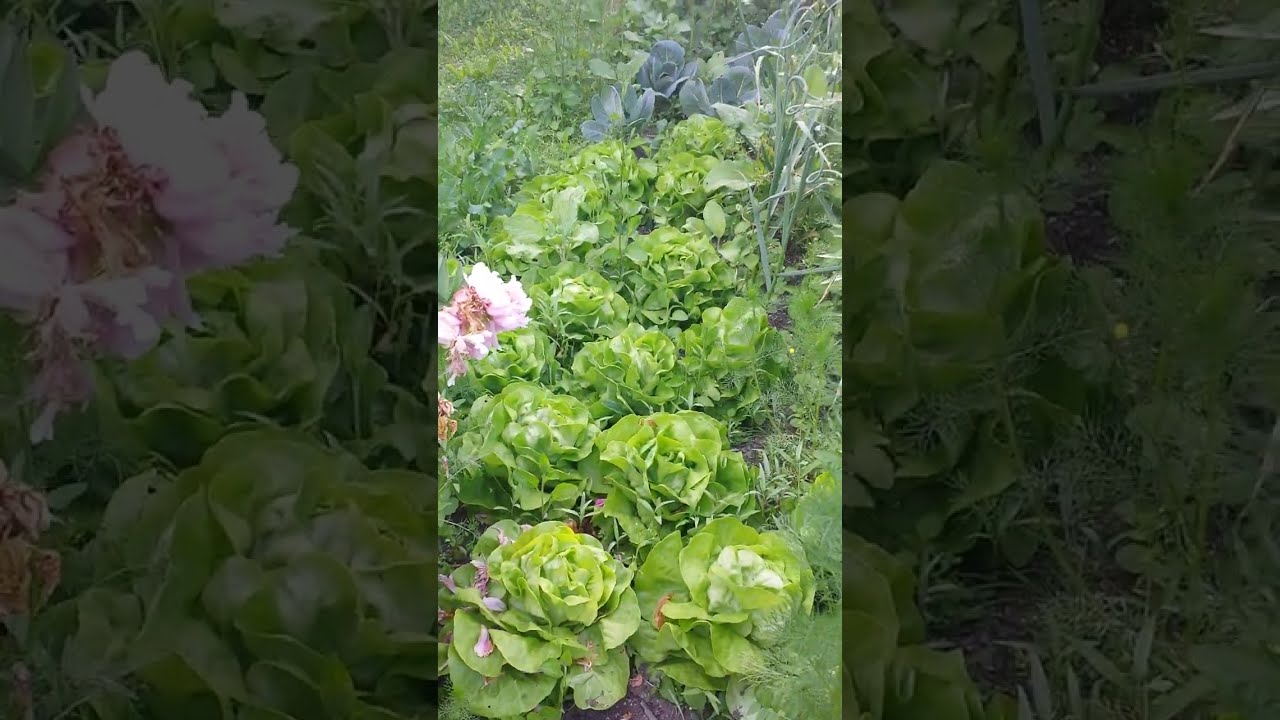 Kleiner morgendlicher Rundgang @NaturgartenEuring