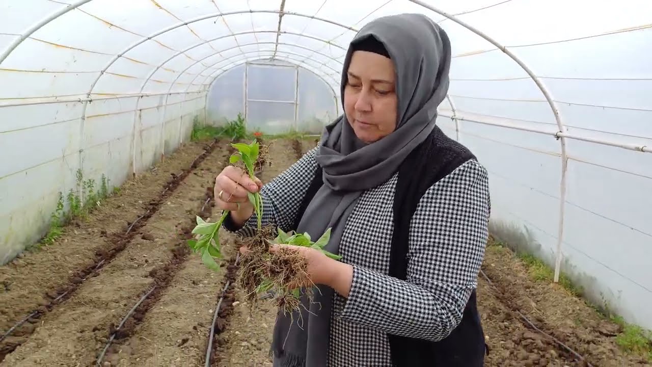Sebzeleri Böyle Dikin, Danaburnu Kesmesin, Biber Fidesi Nasıl Dikilir
