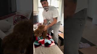 πόσο cringe το θες;🤦‍♂️ #viral #santaclaus #poodle #dogshorts #couple