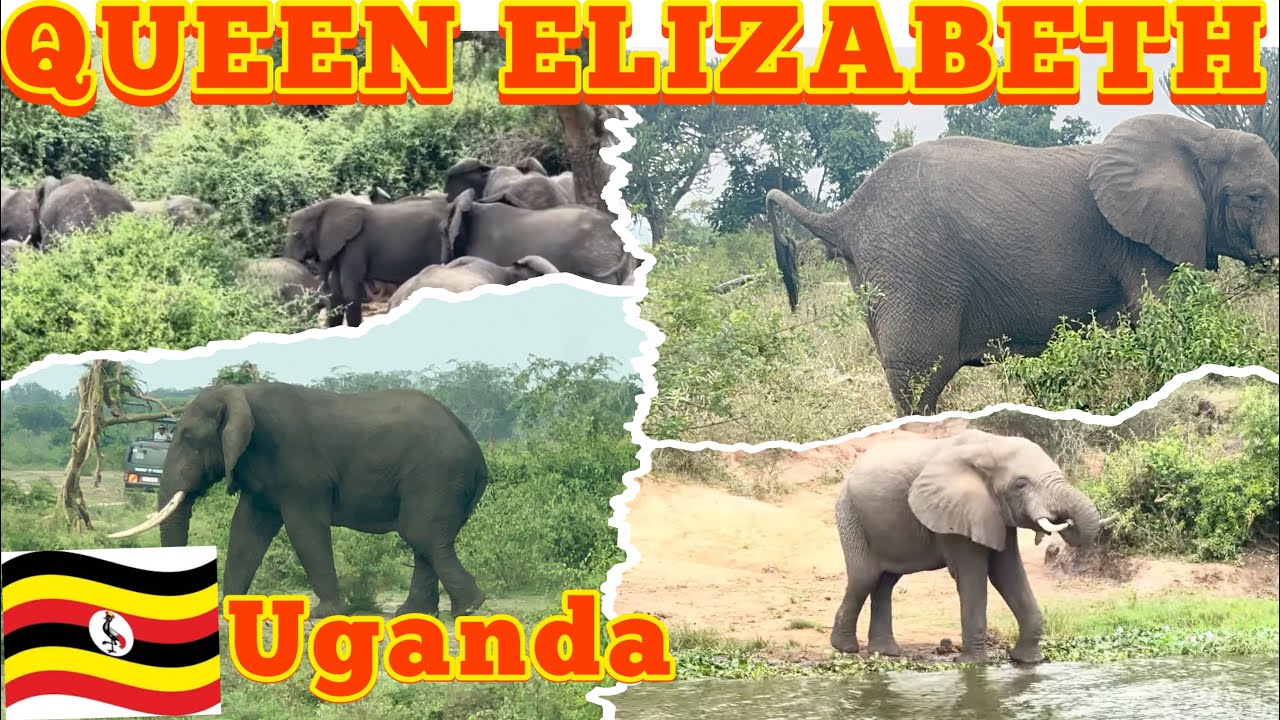 Экскурсия со мной: стадо возбужденных, разъяренных африканских слонов в национальном парке Короле...