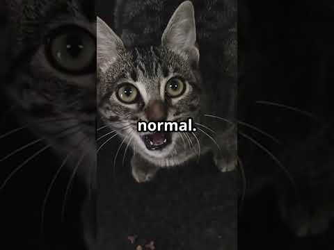 Why Cats Meow