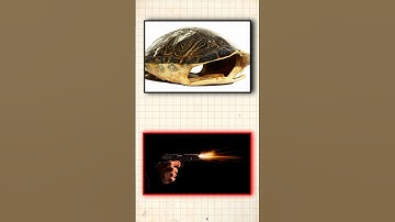 Can a Turtle Shell Stop a Bullet or Not?":🐢💥   #ScienceExplained #mryou #shorts