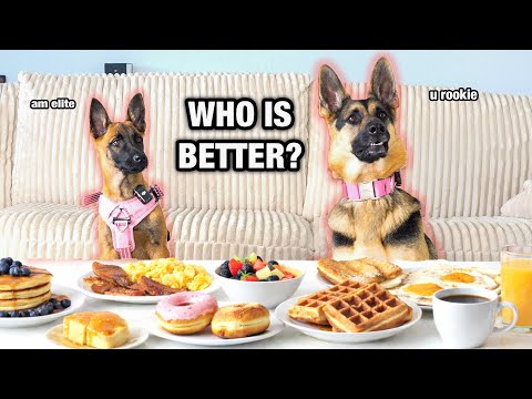 Malinois Puppy And Shepherd 1st Taste Test…