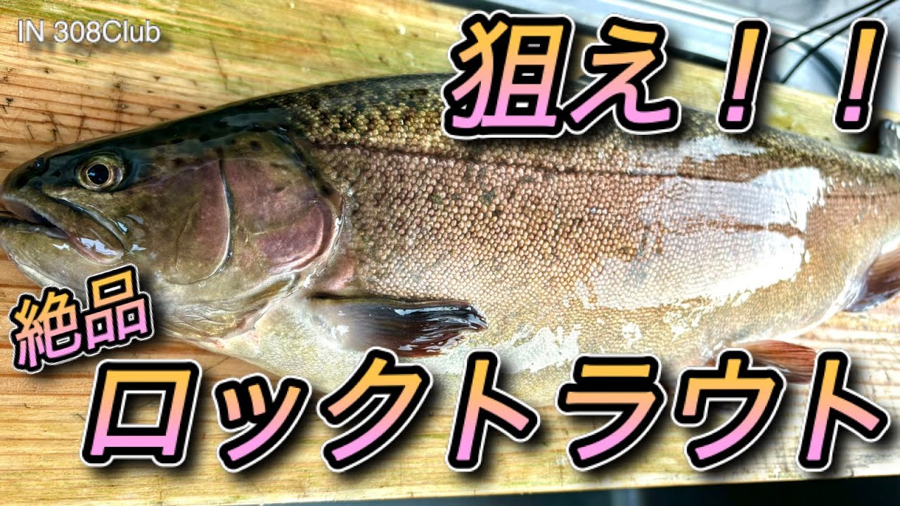 【エリアトラウト】ついに放流されたロックトラウトを釣り上げたい！！308Clubさんで大奮闘【前編】【年末年始SP】