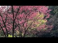 「波波賞花」正在直播！櫻花🌸青山路北七線