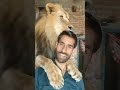 Lurking lion 🦁🤭🦁🤔