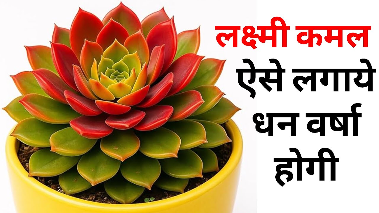 लक्ष्मी कमल ऐसे लगाने से धन वर्षा - लक्ष्मी कमल 