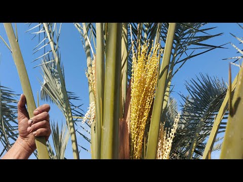 تلقيح النخيل متى وكيف يتم تلقيح النخيل تلقيح النخيل