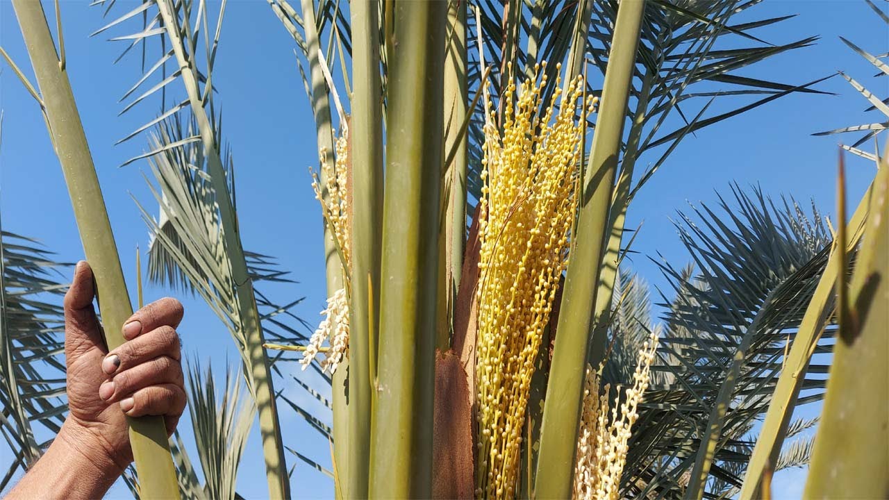 تلقيح النخيل متى وكيف يتم تلقيح النخيل,#تلقيح النخيل