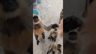 Monkey family video।। animal video #trandingshorts #shortvideo #discovery #cartoon #funnyvideo