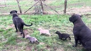 Download Lagu Olympicdogs: Stogan x Suprema \u0026 5 wk old “ Road dog “ pups.  Giant athletic mastiff hybrids MP3