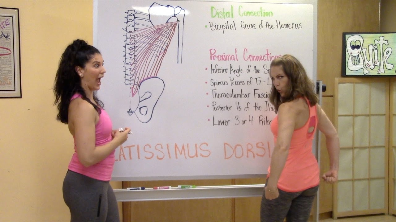 Quite Humerus Latissimus Dorsi