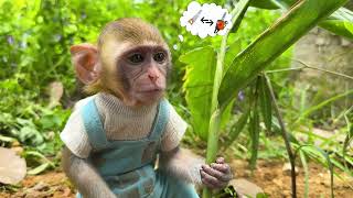 Monkey Baby Bo Bo Goes to Ice Cream with Puppy in the Garden Boss Animal HT