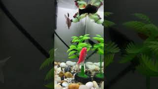 Fish #fish #aquarium #shorts #fishing #fishinglife #fishtank #fishaquarium