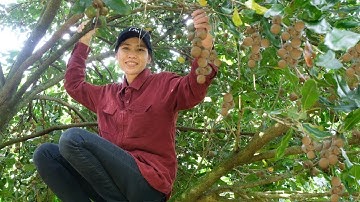 Harvesting Macadamia Nuts In Tropical Farm, Processing And Preservantion For Long Time Storeage