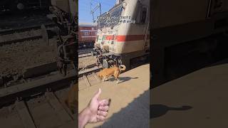 dog station / dog viral video / viral video / #shorts #viral #shortviral