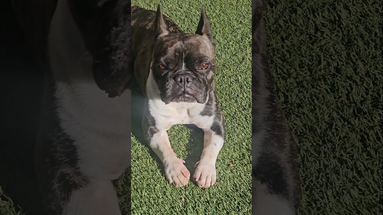 The Sammy Boy #frenchbulldog #frenchie #dog