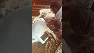 4.75 किलो वजनाचं बोकड जन्माला! | Boer Goat Farming आज आमच्या फार्मवर खुशखबर! 4.75 KG Kid Born