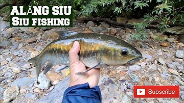 CÂU LURE CÁ SUỐI KHỦNG Vs. CÂU LURE CÁ RẠP - BÃO CÁ TRO NÀO TỐT HƠN ?