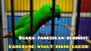 SERINDIT GACOR SUARA COCOK UNTUK PANCINGAN PEMULA.