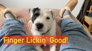 Finger Licking' Good!  Life with a Parson Russell Terrier  #asmr