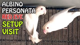 Albino Personata Parrot Setup visit | informative video in URDU/Hindi