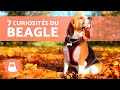 7 curiosits sur le beagle  incroyables 