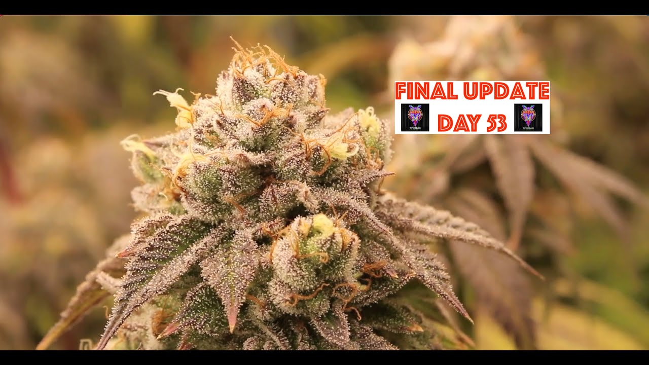 AutoPot Grow Diary #8 w/ Chad Westport : Spider Farmer