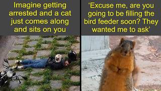 Funny Animal Memes That Will Turn Your Day Around 😂 | Humor Sweet screenshot 4