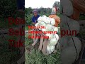 Cara panen col, di desaku,