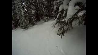 Vail Trees