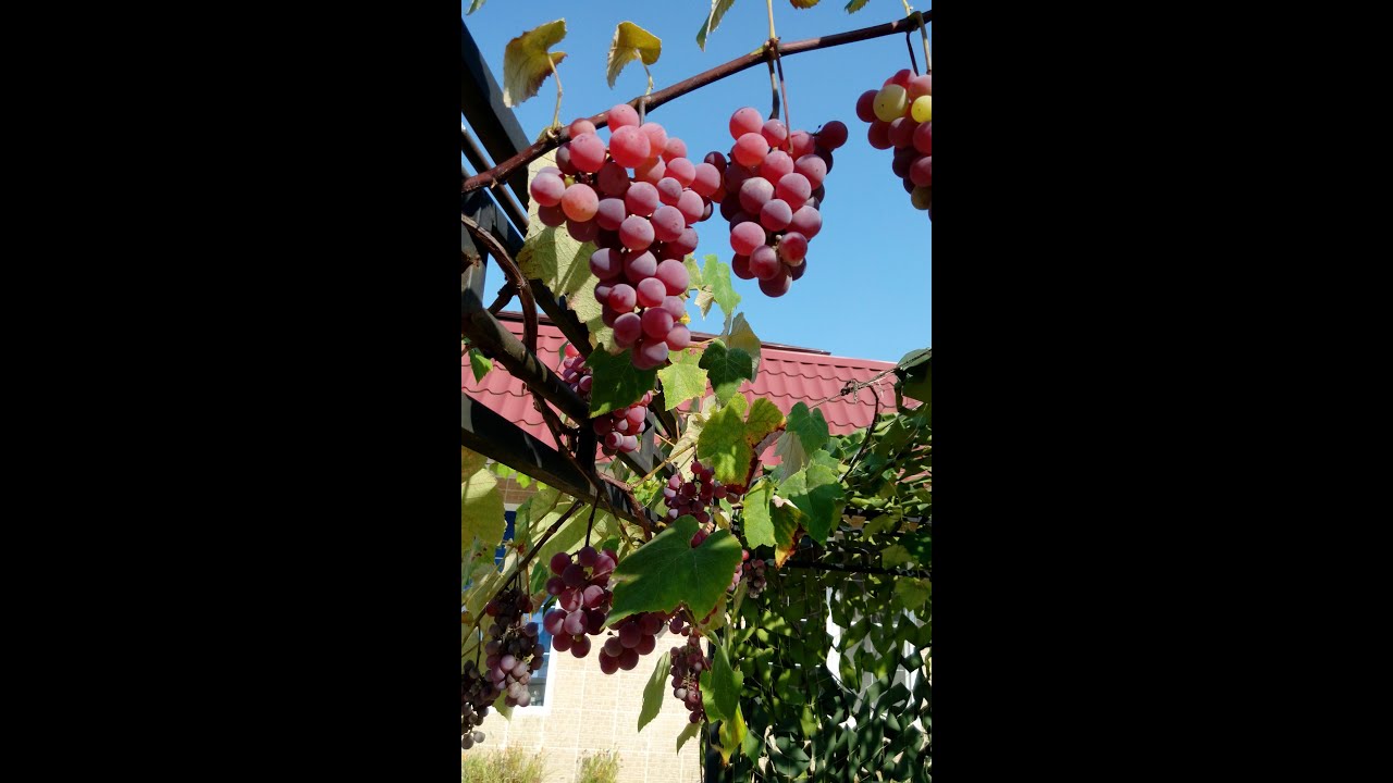 ЧАЧА Адлер сентябрь ОСЕНЬ - YouTube