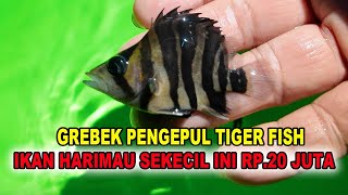 Bayi Ikan Harimau Harga Rp.20 Juta - Tiger Fish