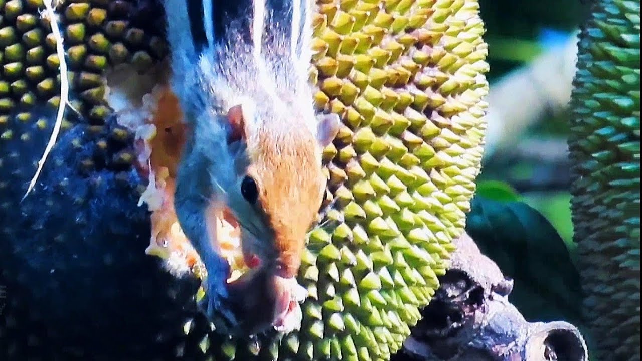 🐿️squirrel eating jackfruit 🥔 Indian three stripped palm squirrel