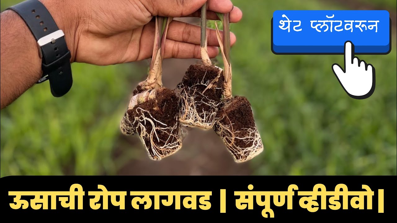 उसाच्या उच्च उत्पादनासाठी रोप लागवड फायदेशीर | ऊस रोप लागण कशी कराल | संपूर्ण व्हीडीवो | थेट प्लॉटवर