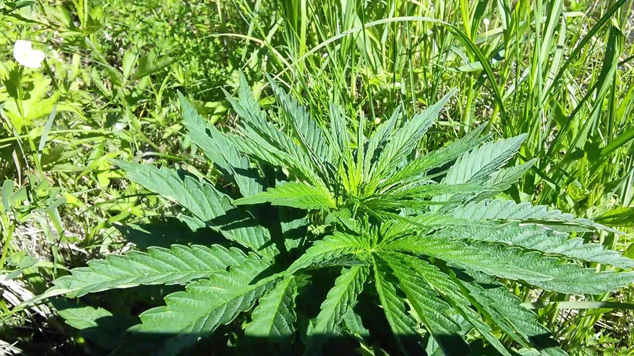 PART 1: THREE, SUPER PURPLE KUSH - WEEK 2 - Outdoor Marijuana Guerilla Growing