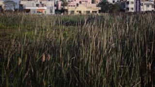 Lesser whistling duck : whistling around screenshot 3