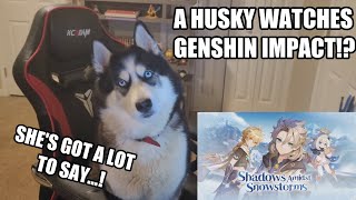 My Husky Watches Genshin impact | Genshin Impact 2.3 Livestream