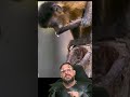 Macaco prego bebendo água #biologohenrique #animais #bichoesperto #biologo