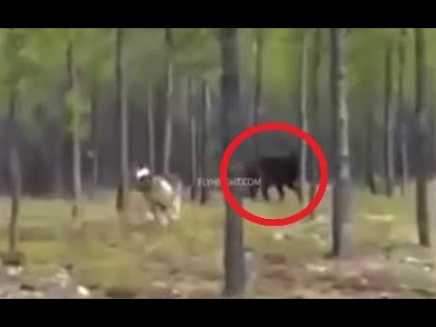 Vídeo: Una Misteriosa Bestia Atacó A Un Hombre Con Un Perro Que Caminaba Por El Bosque - Vista Alternativa