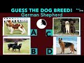 CAN YOU GUESS THE DOG BREED? | ANIMAL QUIZ |