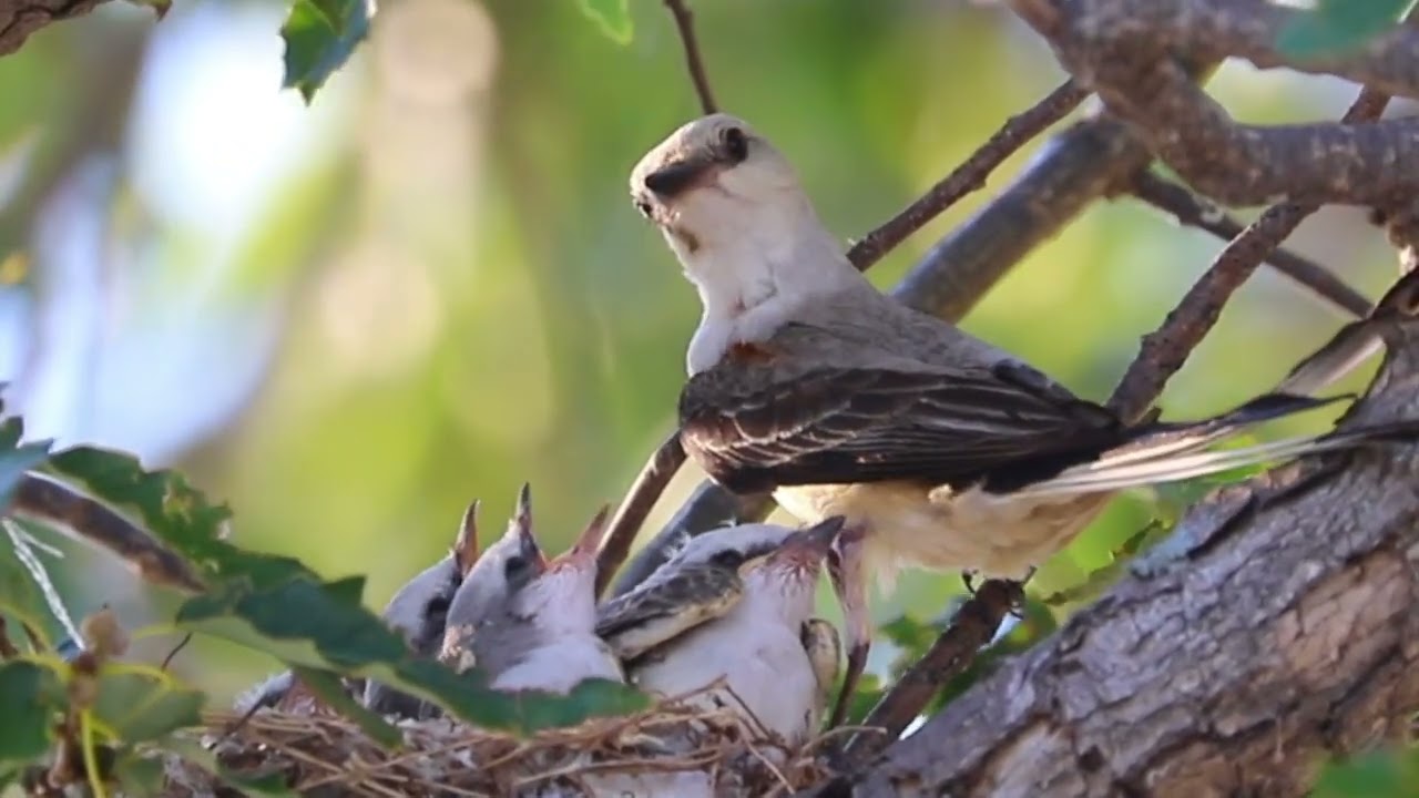 Scissor-tailed Flycatcher Facts / Beautiful Flycatcher Nesting auf YouTube ansehen Scissor-tailed Flycatcher Facts / Beautiful Flycatcher Nesting auf YouTube ansehen