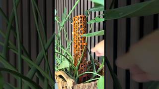 POV: You finally found a moss pole your Monstera wont outgrow. 🌿😮 #3dprinting #plants