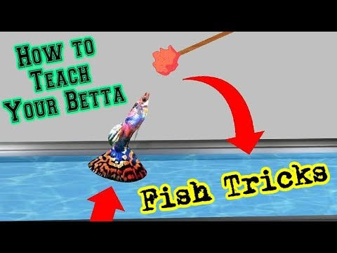 How to Teach Your Betta Fish Tricks
